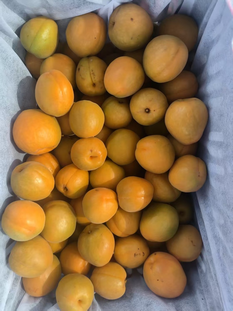 陕西金太阳杏，丰园红杏，大量上市，价格优惠，品质保证