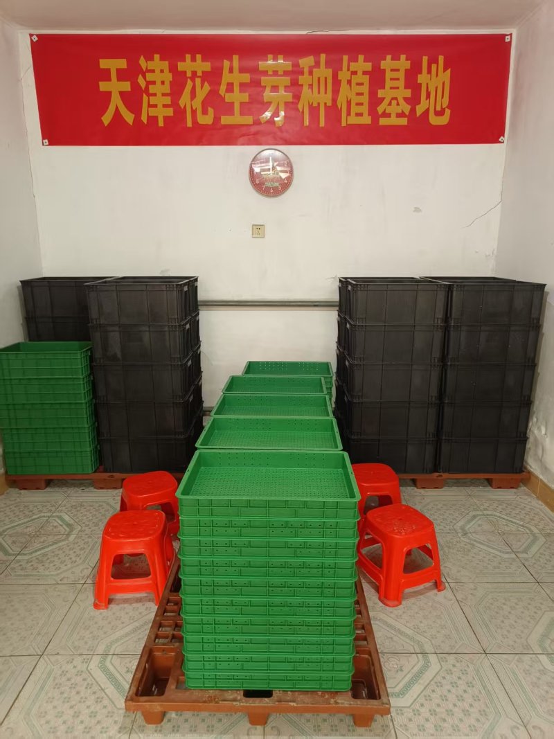 天津新鲜花生芽水培花生芽工厂直发产地一手货源常年供应批发