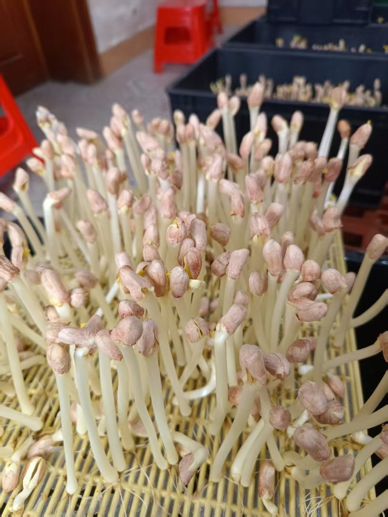 天津新鲜花生芽水培花生芽工厂直发产地一手货源常年供应批发