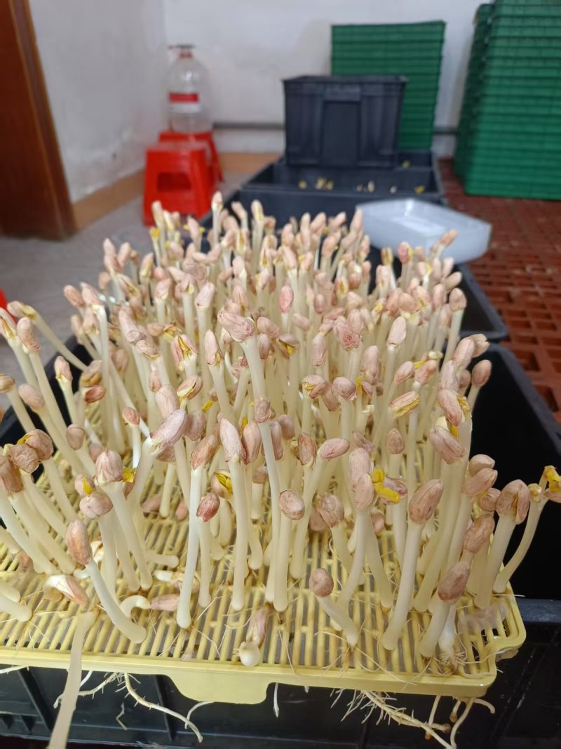 天津新鲜花生芽水培花生芽工厂直发产地一手货源常年供应批发
