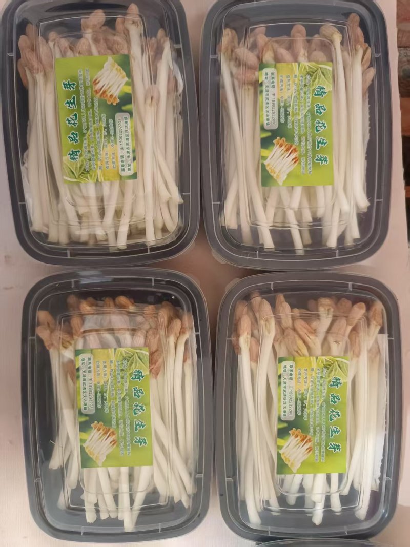 天津新鲜花生芽水培花生芽工厂直发产地一手货源常年供应批发