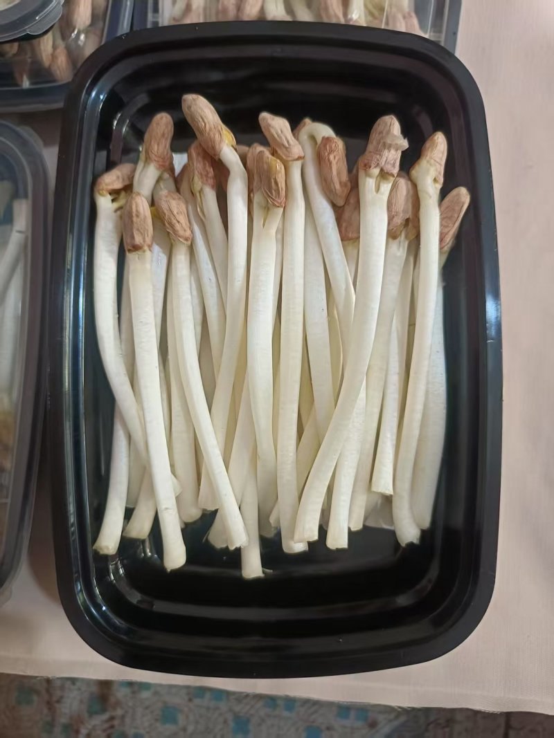 天津新鲜花生芽水培花生芽工厂直发产地一手货源常年供应批发