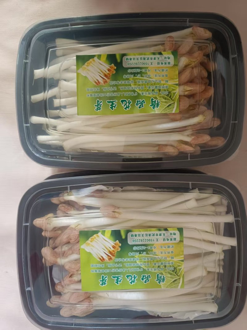 天津新鲜花生芽水培花生芽工厂直发产地一手货源常年供应批发