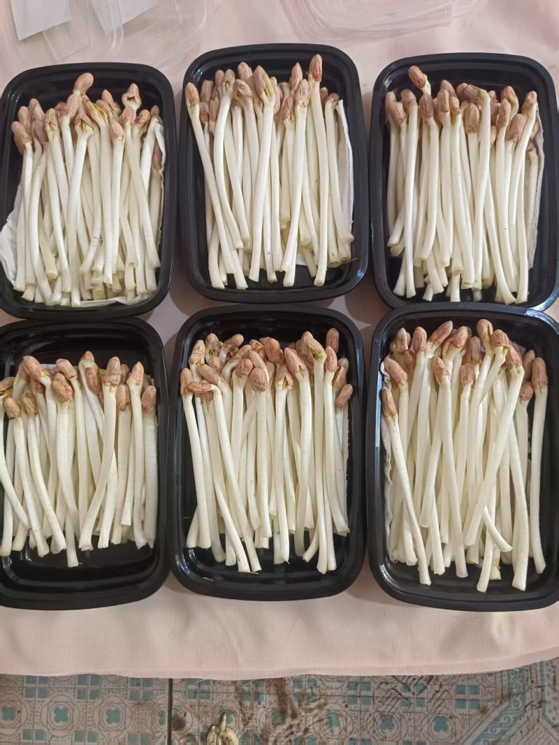 天津新鲜花生芽水培花生芽工厂直发产地一手货源常年供应批发