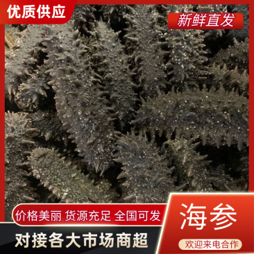 大连辽参多种工艺品种齐全！产地批发价格！品质保证