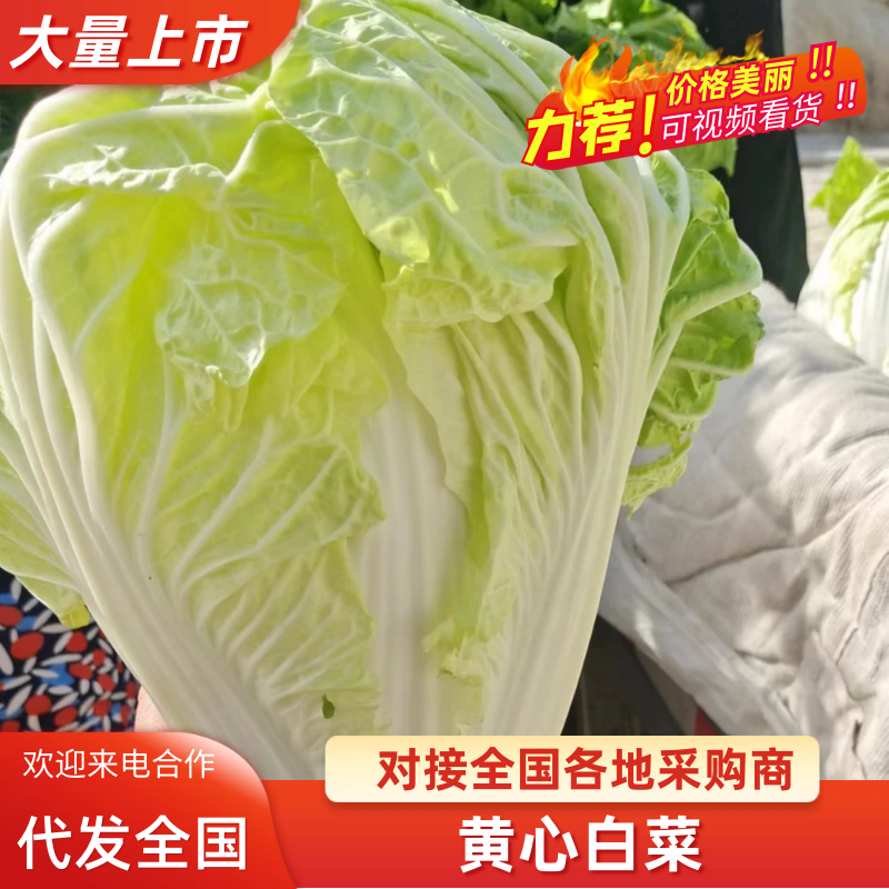 通许鸡腿大白菜黄心白菜品质保障对接全国级市场量大价格从优