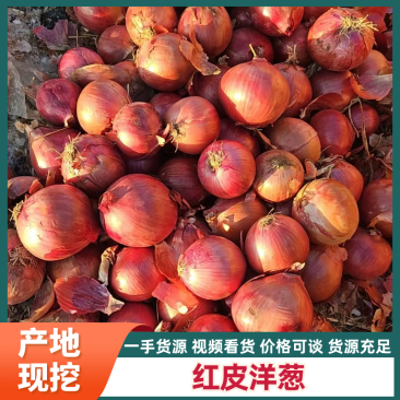 【实力商家】紫皮洋葱长期供应各大市场电商商超
