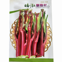红菜苔种子杂交早熟高产胭脂红没有蜡粉叶子小出苔