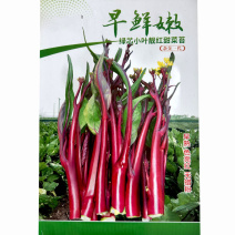 小叶靓红绿心油亮红菜苔种子10克，红皮绿肉色泽油亮，甜嫩