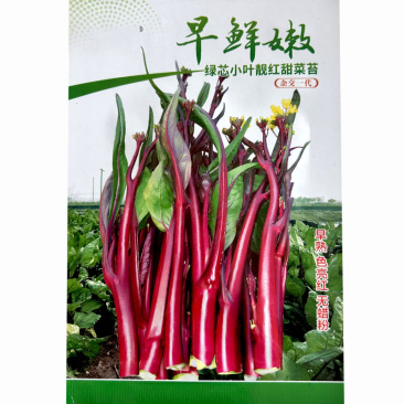 小叶靓红绿心油亮红菜苔种子10克，红皮绿肉色泽油亮，甜嫩