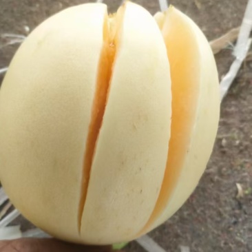 陕西白皮甜瓜，小子甜瓜，大量上市，价格优惠