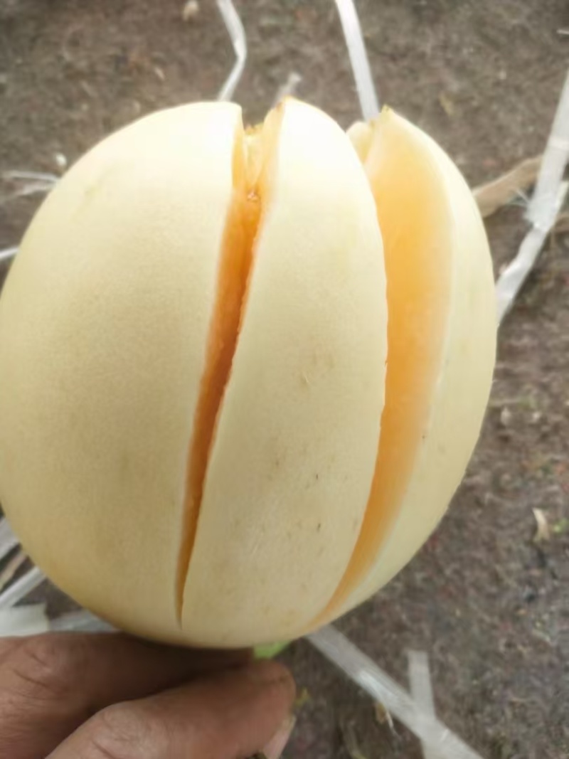 陕西白皮甜瓜，小子甜瓜，大量上市，价格优惠