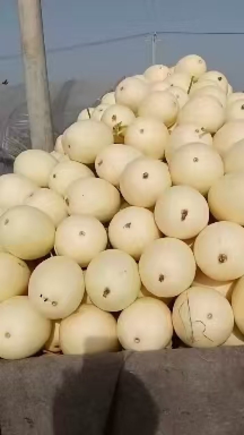 陕西白皮甜瓜，小子甜瓜，大量上市，价格优惠