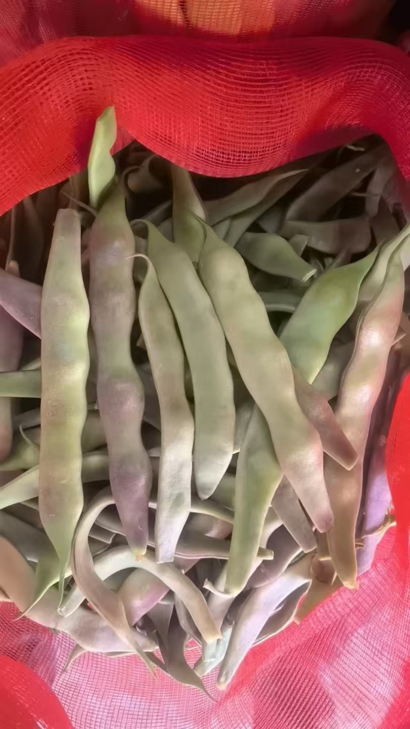 油豆山东油豆大量供应对接全国市场电商商超