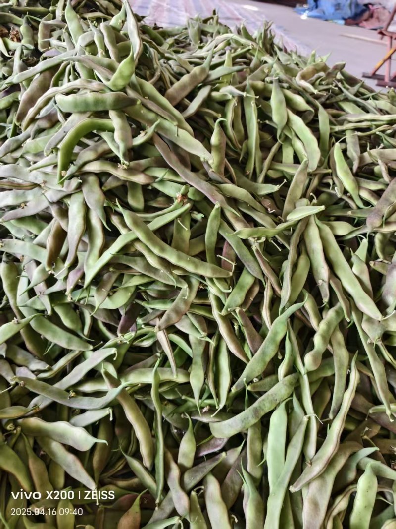 油豆山东油豆大量供应对接全国市场电商商超