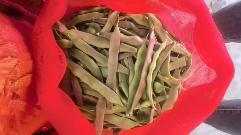 油豆山东油豆大量供应对接全国市场电商商超
