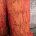 油豆山东油豆大量供应对接全国市场电商商超