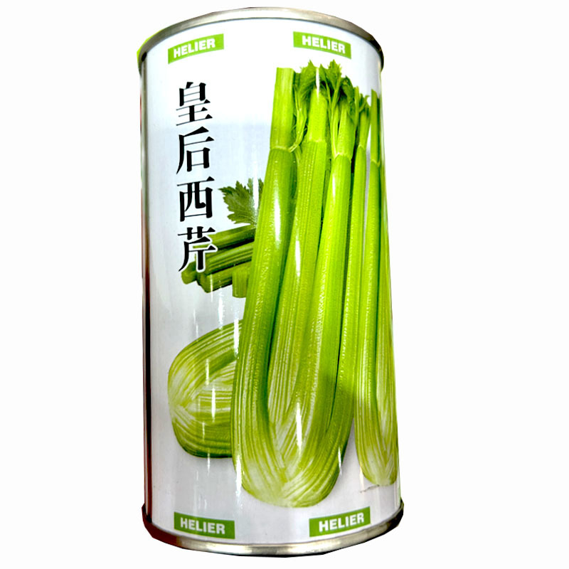 皇后西芹种子早熟西芹生长速度快可作中小棵芹菜种植