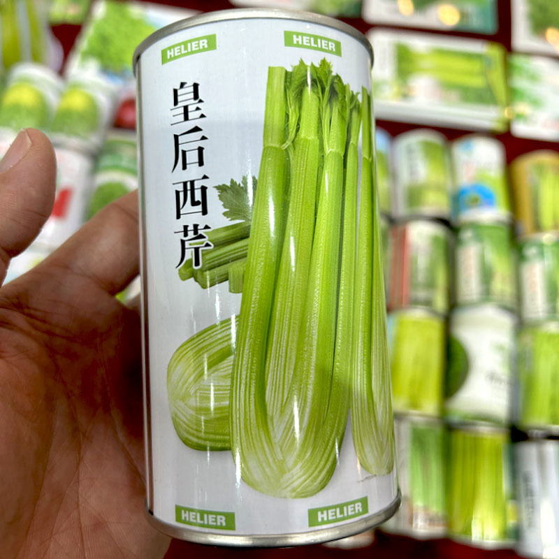 皇后西芹种子早熟西芹生长速度快可作中小棵芹菜种植