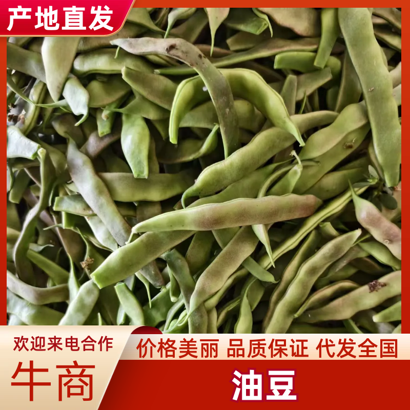 油豆山东油豆大量供应对接全国市场电商商超