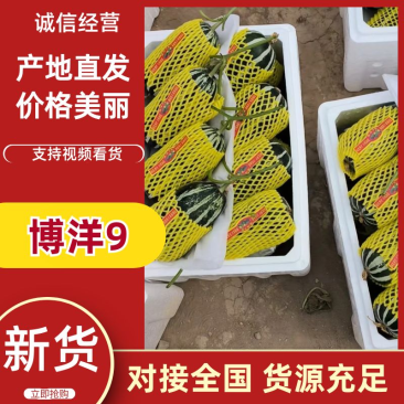精品博洋九，口感酥脆香甜，有需要的客商可以联系。