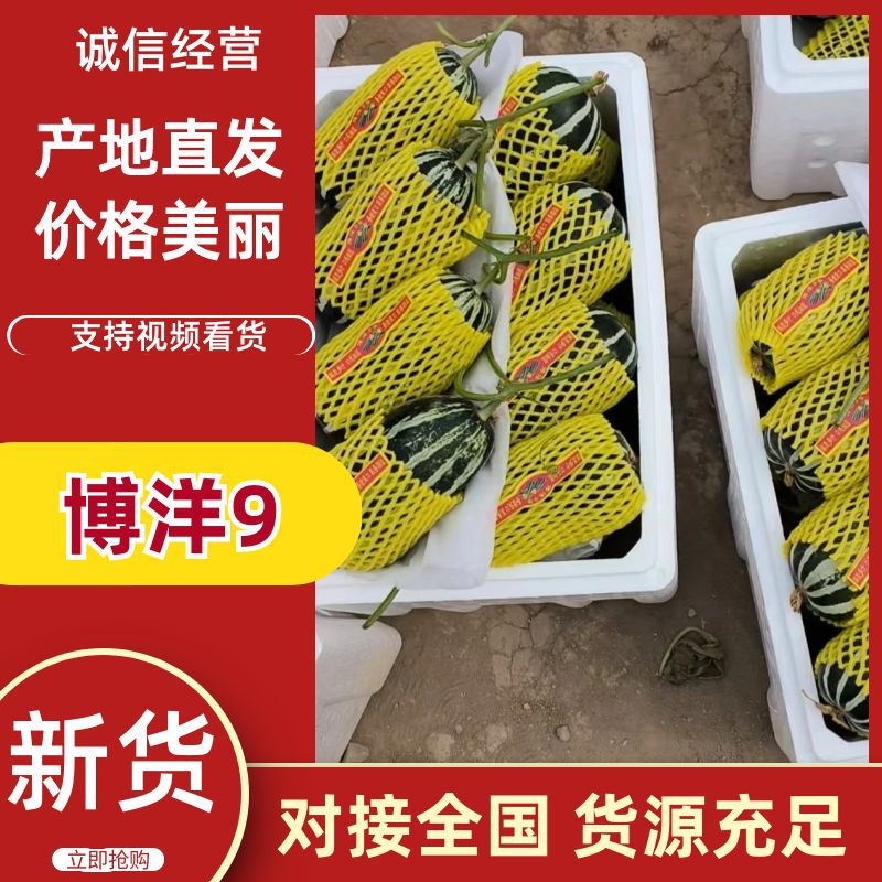 精品博洋九，口感酥脆香甜，有需要的客商可以联系。