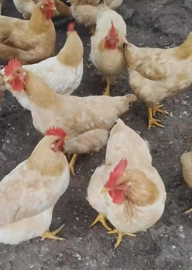 三黄母鸡125天/鸡健康毛衣漂亮/肉香结实