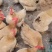 三黄母鸡125天/鸡健康毛衣漂亮/肉香结实