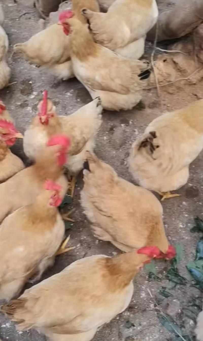 三黄母鸡125天/鸡健康毛衣漂亮/肉香结实