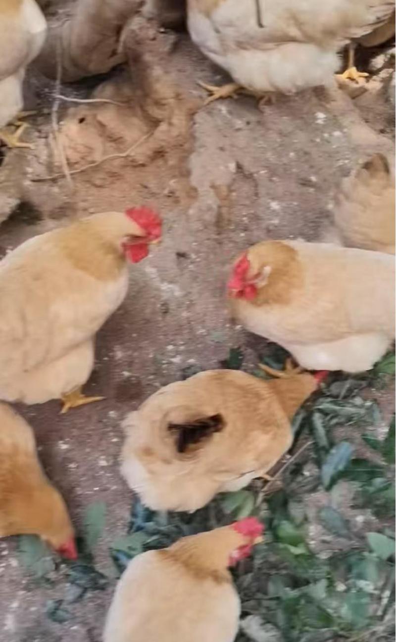 三黄母鸡125天/鸡健康毛衣漂亮/肉香结实