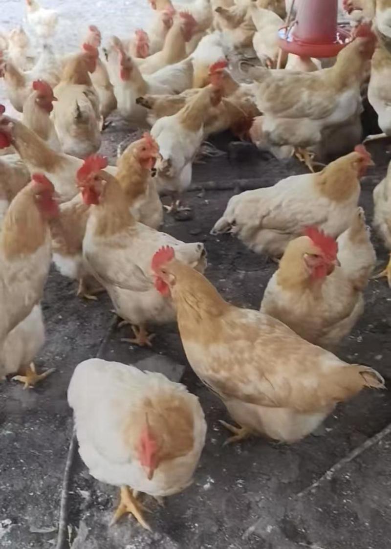 三黄母鸡125天/鸡健康毛衣漂亮/肉香结实