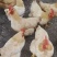 三黄母鸡125天/鸡健康毛衣漂亮/肉香结实