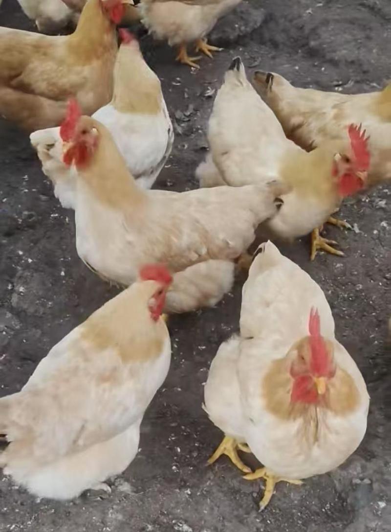三黄母鸡125天/鸡健康毛衣漂亮/肉香结实