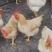 三黄母鸡125天/鸡健康毛衣漂亮/肉香结实