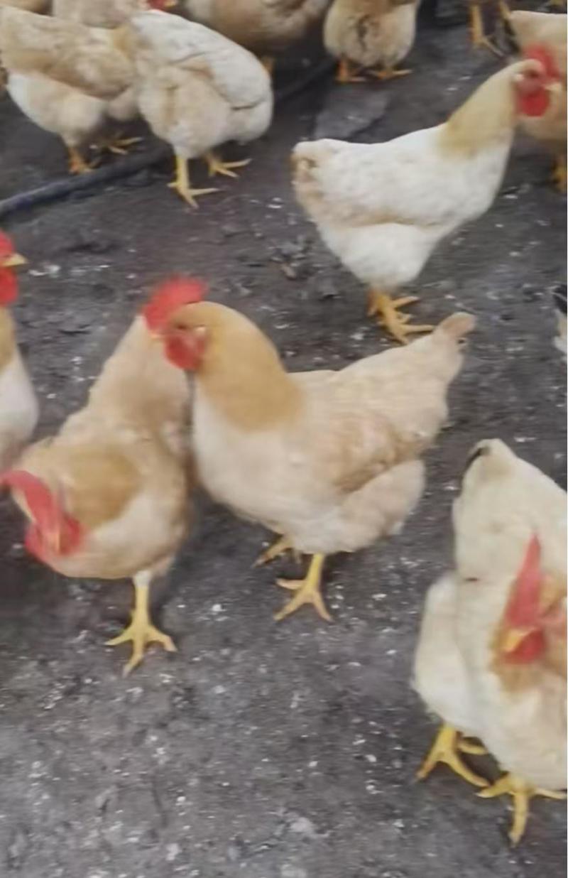 三黄母鸡125天/鸡健康毛衣漂亮/肉香结实