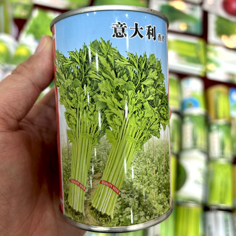 意大利香芹种子耐高温耐死棵耐老化基地品种