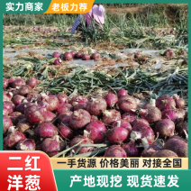 【新品上市】河南二红洋葱/基地直发/诚信经营/欢迎咨询