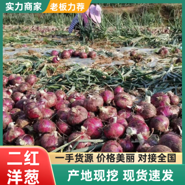 【新品上市】河南二红洋葱/基地直发/诚信经营/欢迎咨询