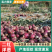 【新品上市】河南二红洋葱/基地直发/诚信经营/欢迎咨询