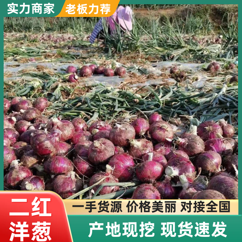 【新品上市】河南二红洋葱/基地直发/诚信经营/欢迎咨询