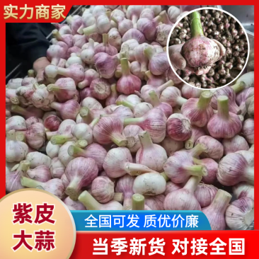【实力推荐】河南大蒜/新鲜上市/紫皮蒜/对接商超批发市场