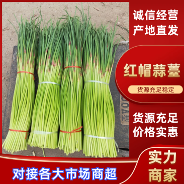 【实力推荐】河南蒜薹/精品蒜薹/红帽蒜薹/对接商超市场