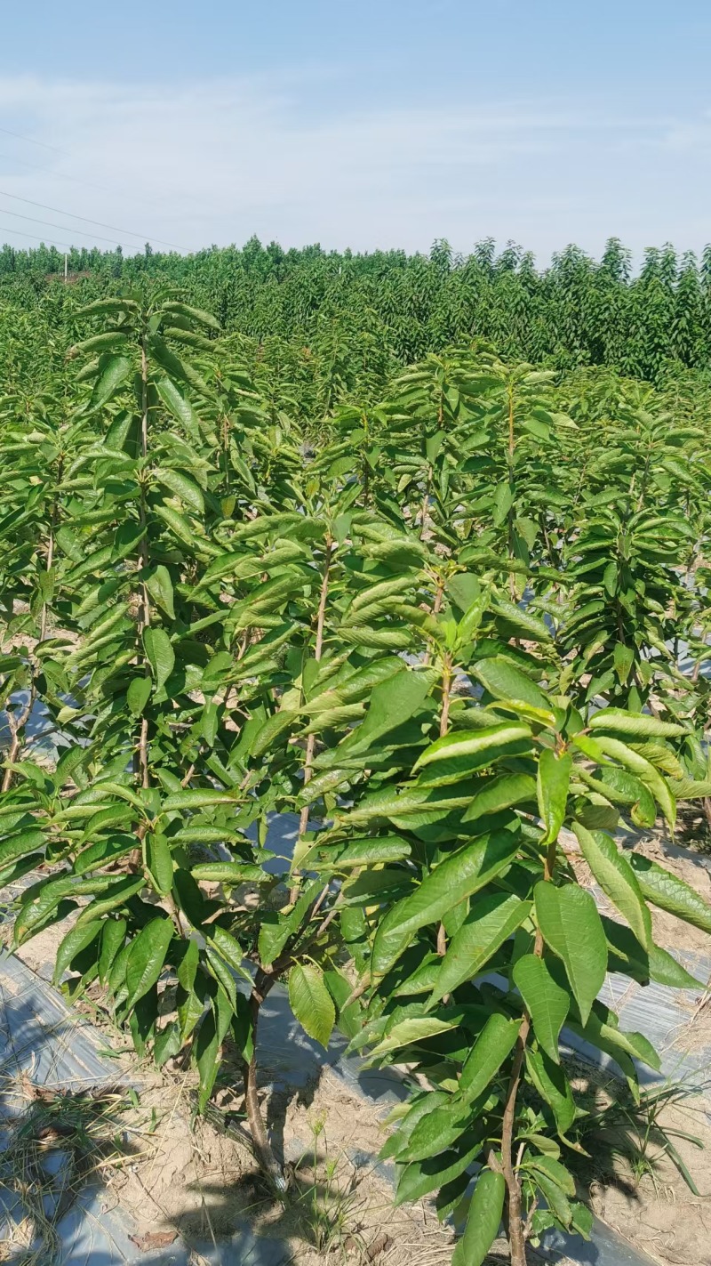 贵州一手货源樱桃树苗对接全国市场量大从优欢迎采购成活率高