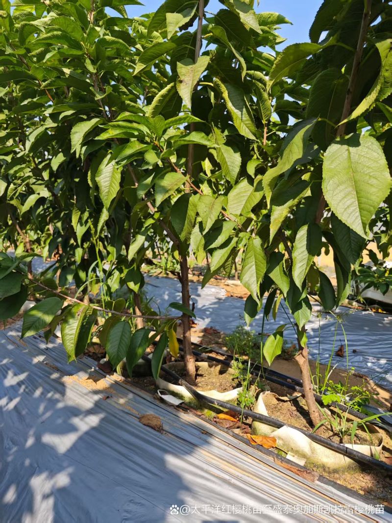 贵州一手货源樱桃树苗对接全国市场量大从优欢迎采购成活率高