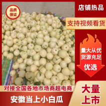 安徽砀山小白瓜白甜瓜口感甜对接电商超市市场团购等