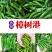 苏润樟树1号辣椒种子早熟杂交高品质正宗樟树港辣椒短羊角