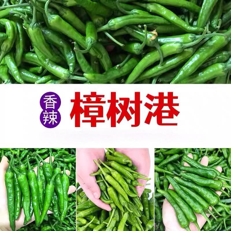 苏润樟树1号辣椒种子早熟杂交高品质正宗樟树港辣椒短羊角