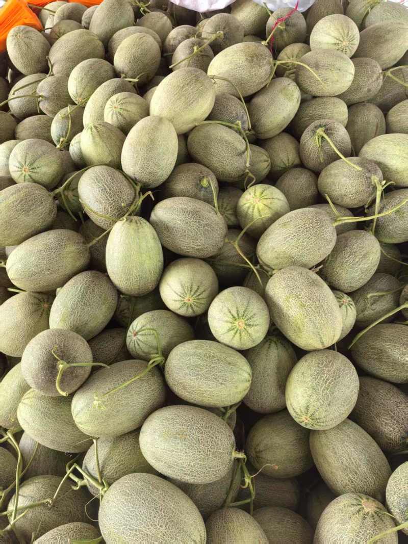 甘肃沙漠蜜瓜，晓蜜25哈密瓜产地直发量大从优