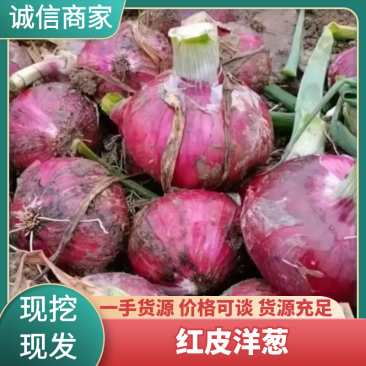 【推荐】商丘夏邑精品洋葱黄皮洋葱红皮洋葱大量上市