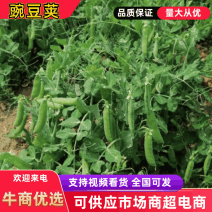 豌豆荚新鲜货中豌6号9号籽粒饱满量大产地货欢迎来电洽谈